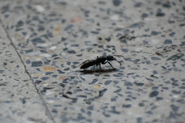 An ant on the floor .