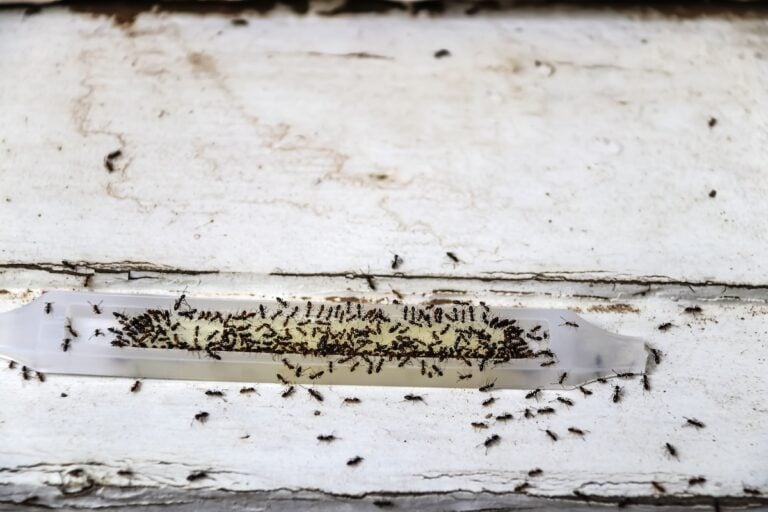 Ant poison trap filled with ants