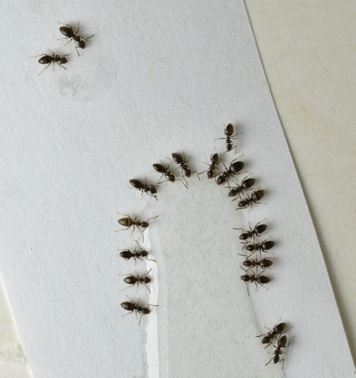 Close up picture of small brown ants, called Odorous House Ants, eating poison.