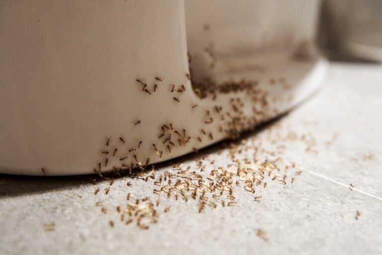 A colony of ants hides their eggs under the toilet in the bathroom. The problem with insects in the house