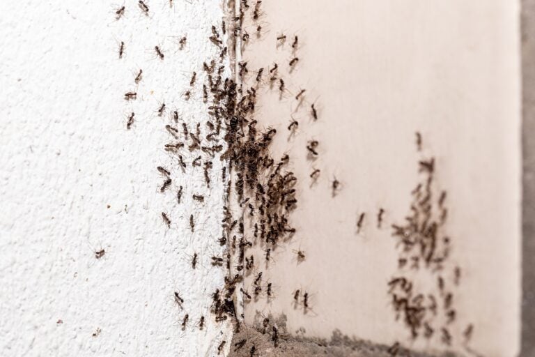 small ants coming out of a crack inside apartment, insect problem indoors, spot focus