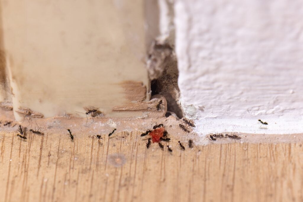 The base of the door frame is rotten and underground insects pass through in room