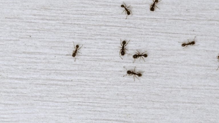 Ants wandering on the floor looking for food close up