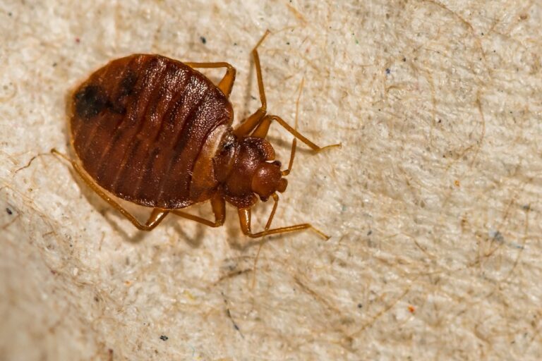 Female Bed Bug (Cimex lectularius)