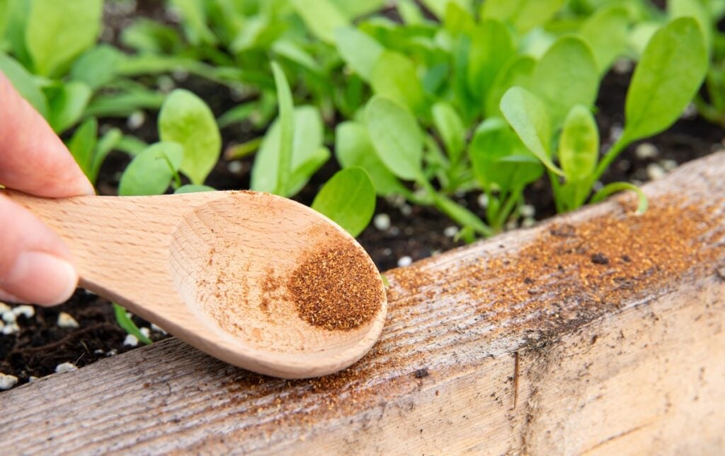 cinnamon ant repel