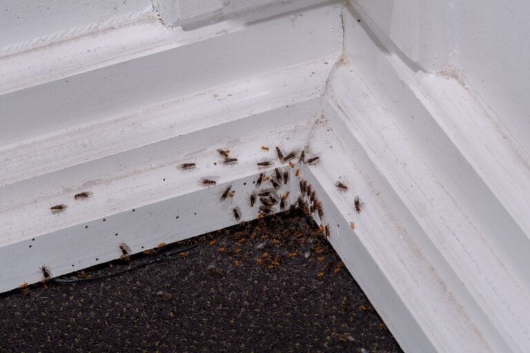 black ants in house