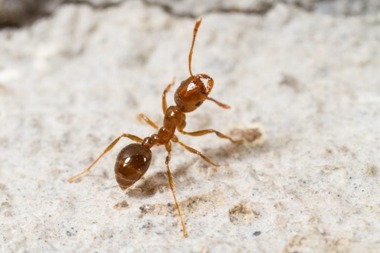 Red Imported Fire Ant