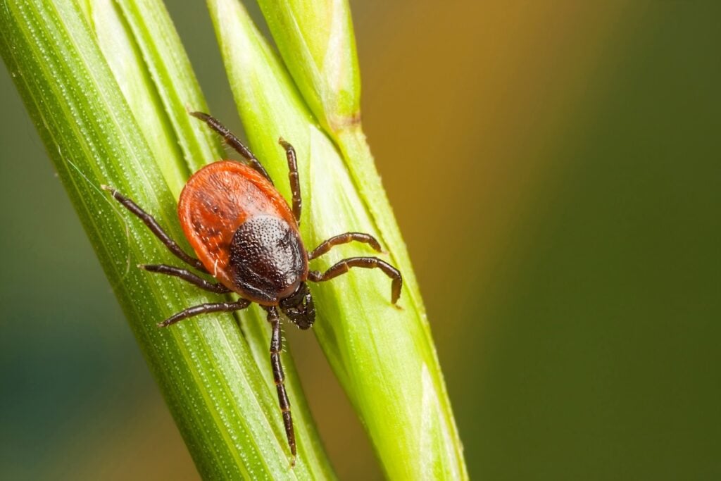 Closeup of a tick on a plant straw