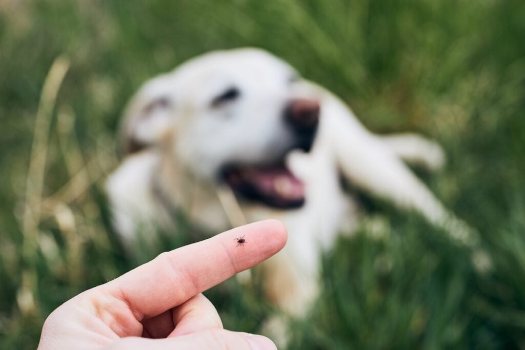 Close-up view of tick on human finger against dog lying in grass.