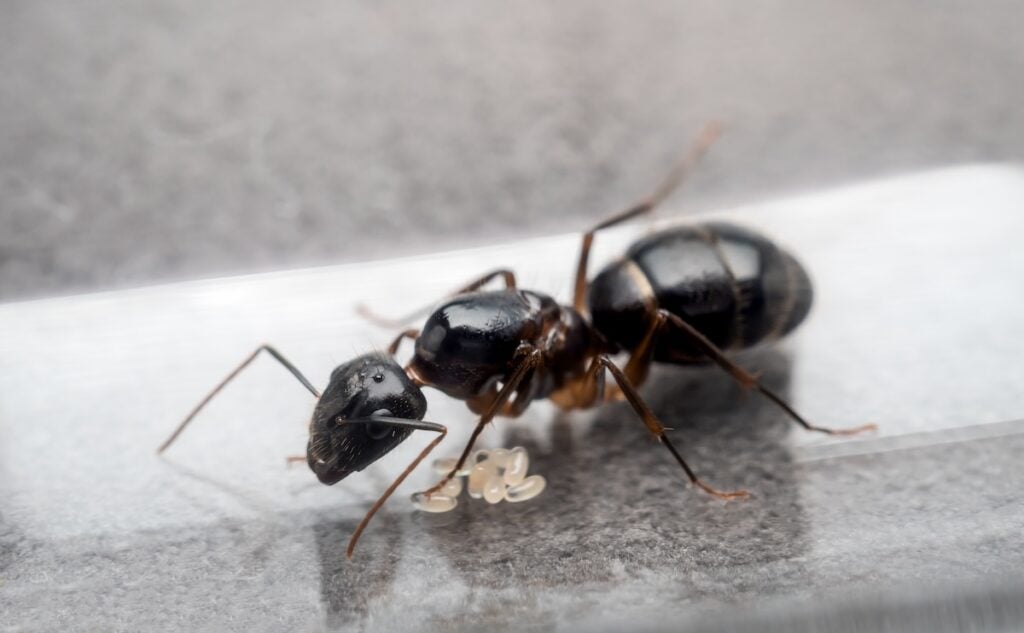 Close-up image of the queen Carpenter Ant (Camponotus Sp.