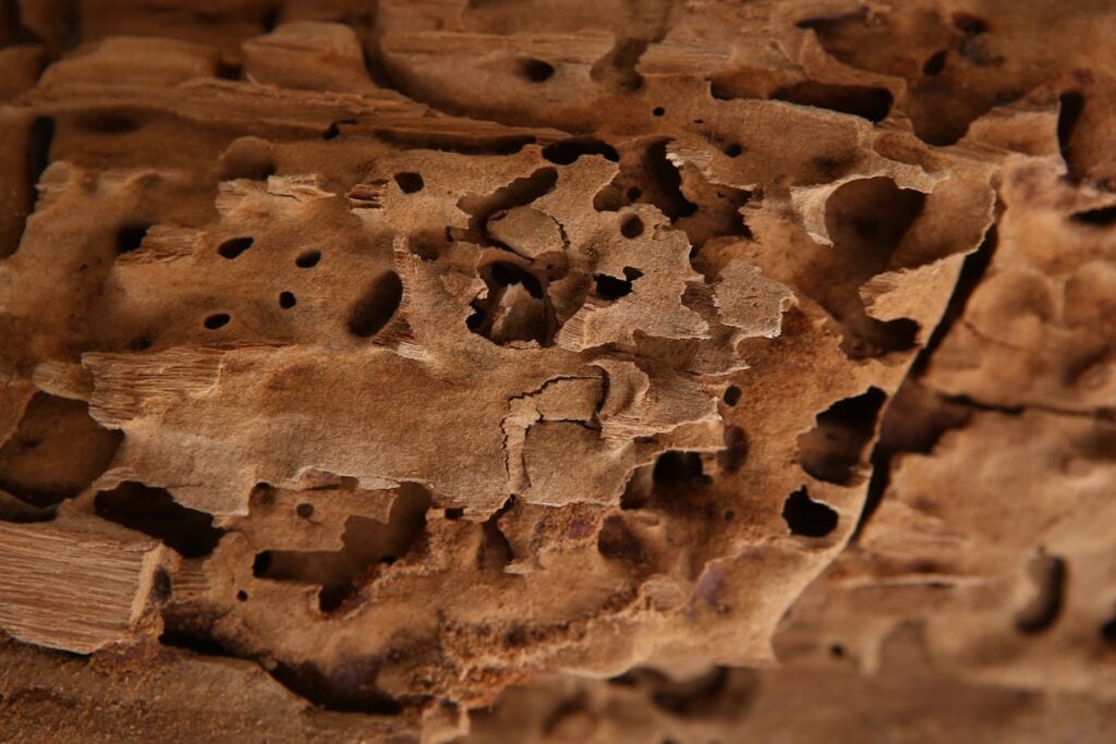 Wood background. Nature beauty. Carpenter ants excavated galleries in wood.