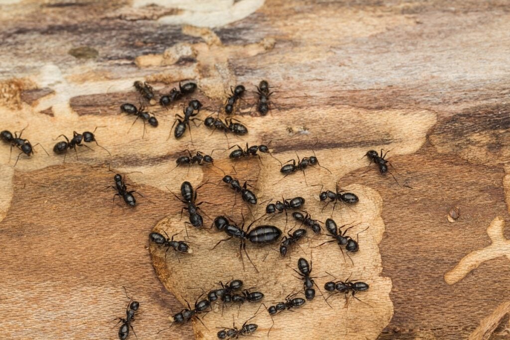 Ant colony disperses after discovery under bark of pine tree firewood.  Likely carpenter ants