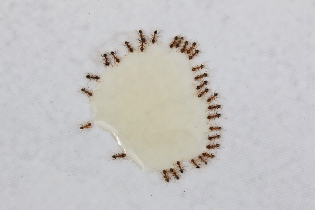 A close up shot of some pest coastal brown ants eating ant bait