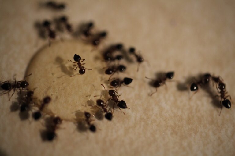 Small pavement ants on a kitchen counter feeding on homemade Borax ant control solution.