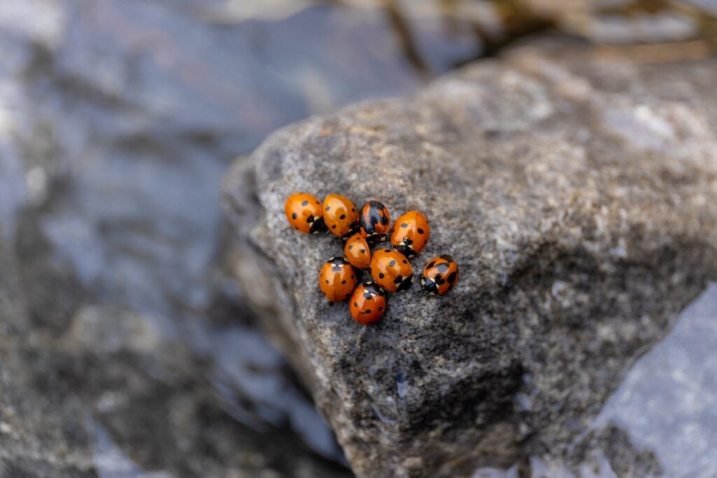 asian beetles orange toned on a rock 