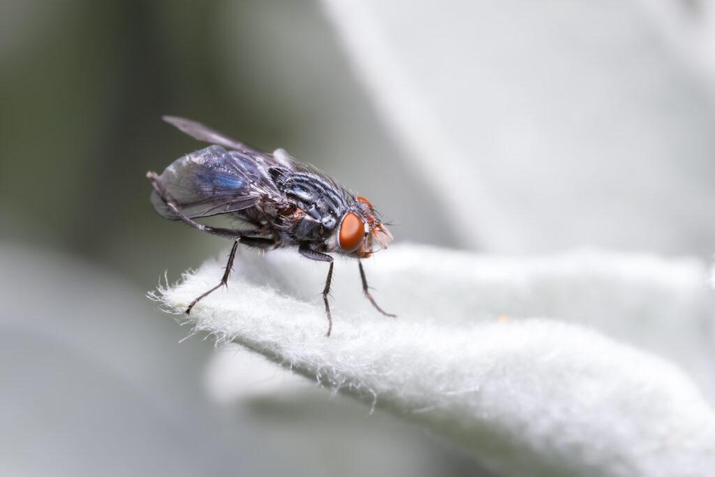 Extreme close up shot of Fly on a succulant plant