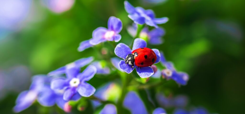 Red ladybug on purple flowers, beautiful insects in nature
