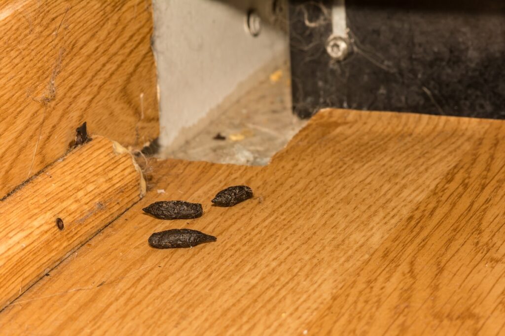 mouse poop on wooden floor