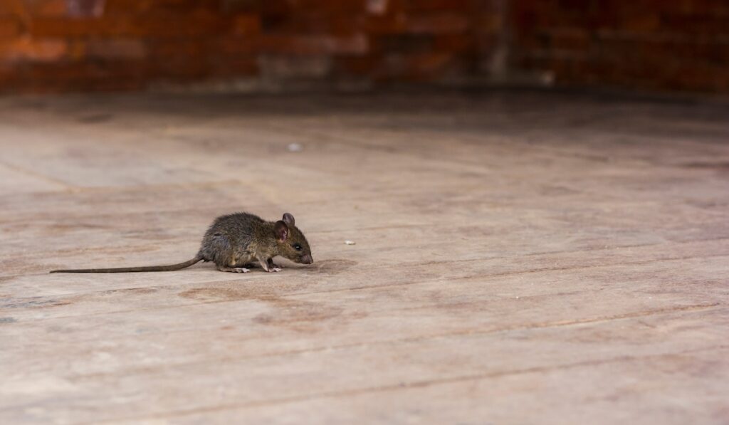 alerted house rat on the wooden floor