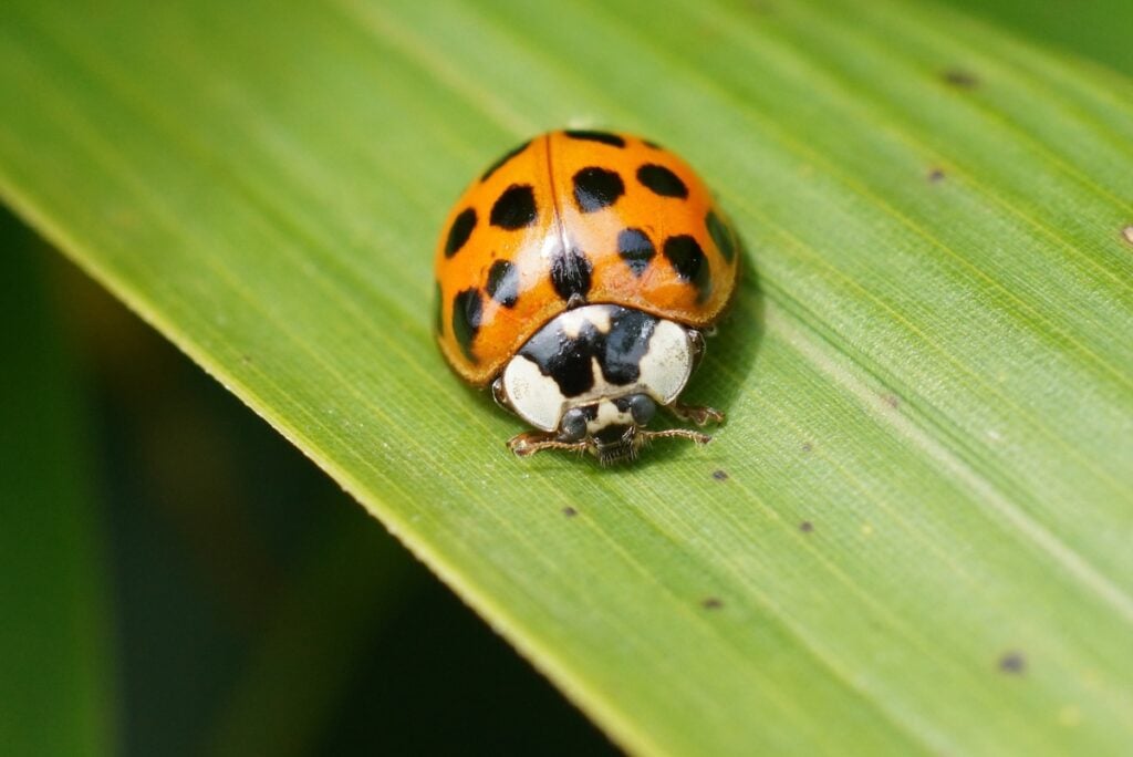 Natural closeup on the invasive harlequin, multicoloured or Asian lady beetle, Harmonia axiridis sitting on a green leaf