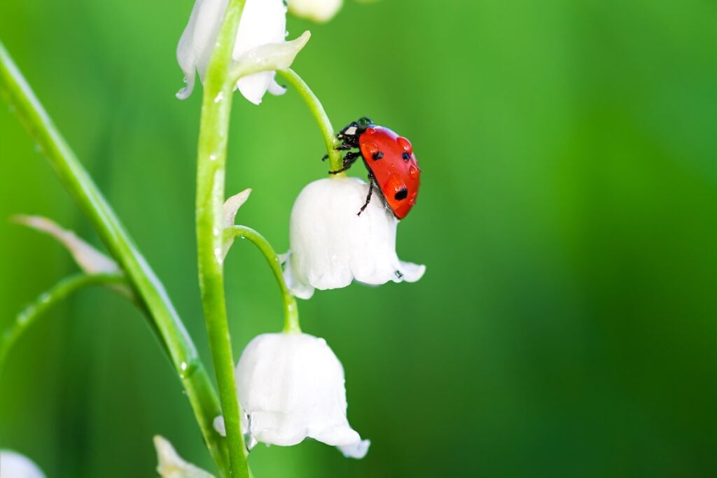 the ladybug sits on a flower of a lily of the valley