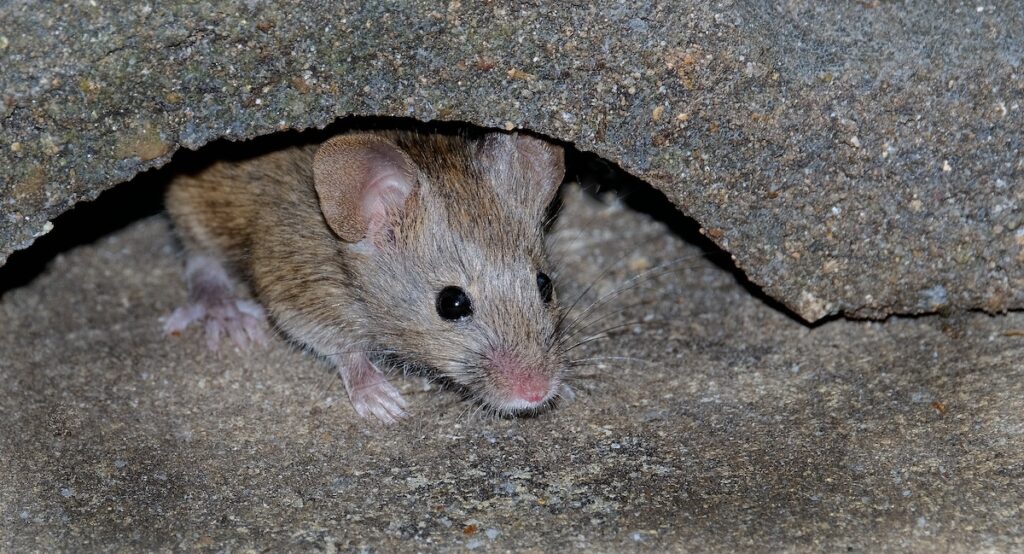house mouse