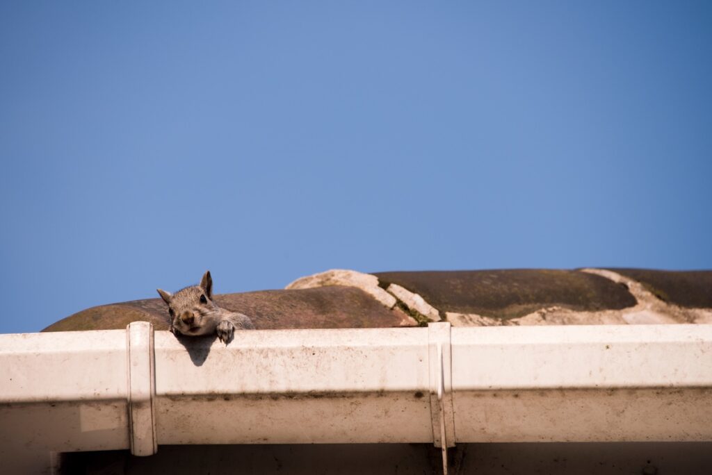 A young squirrel on the roof: peeking over the gutter as it leaves its nest in the attic of my house.