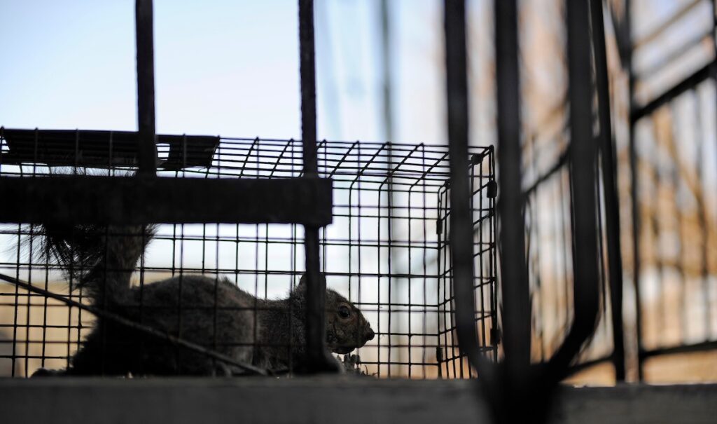 squirrel in. cage