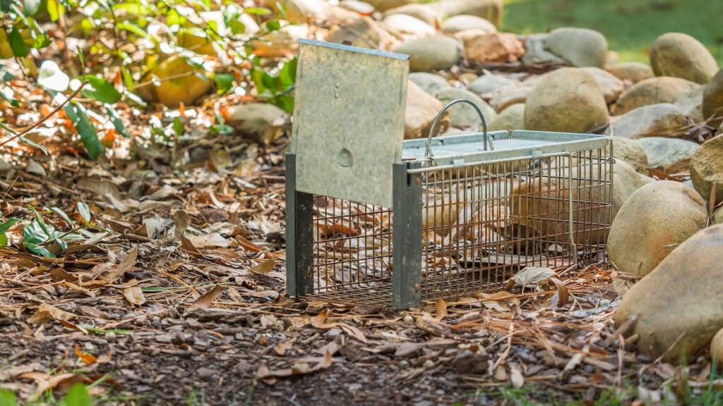 Humane live animal trap. Pest and rodent removal cage. Catch and release wildlife animal control service.