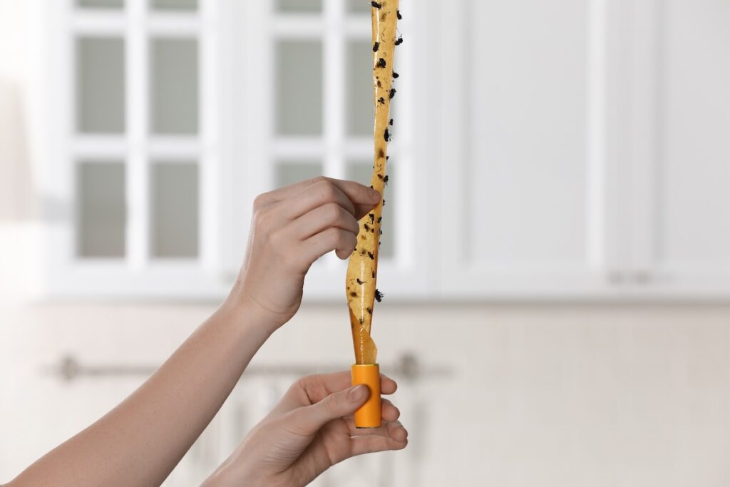 Woman holding sticky insect tape with dead flies in kitchen, closeup