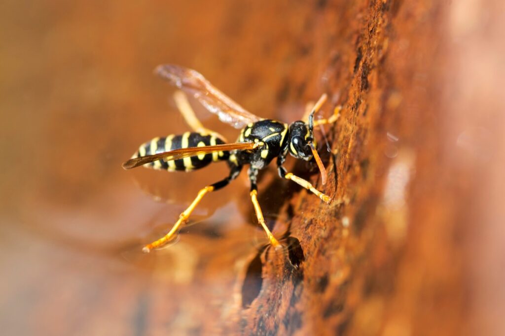 Yellow wasp drinks water. Insect. Close up macro shot of yellow jacket wasp floating on water.