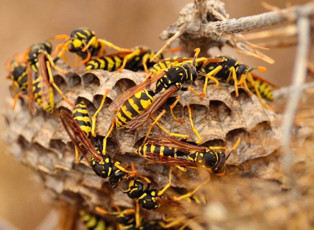 Swarm of wasps around the nest