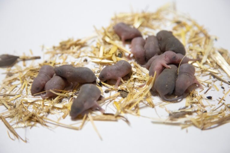 baby mice