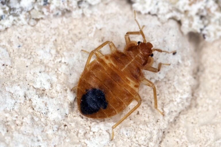 Bed bug Cimex lectularius parasitic insects of the cimicid family feeds on human blood