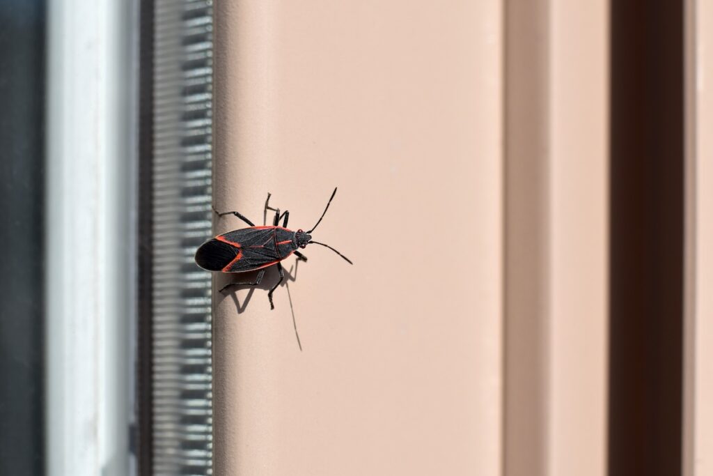 Black and red boxelder bug sitting on a window frame outdoors