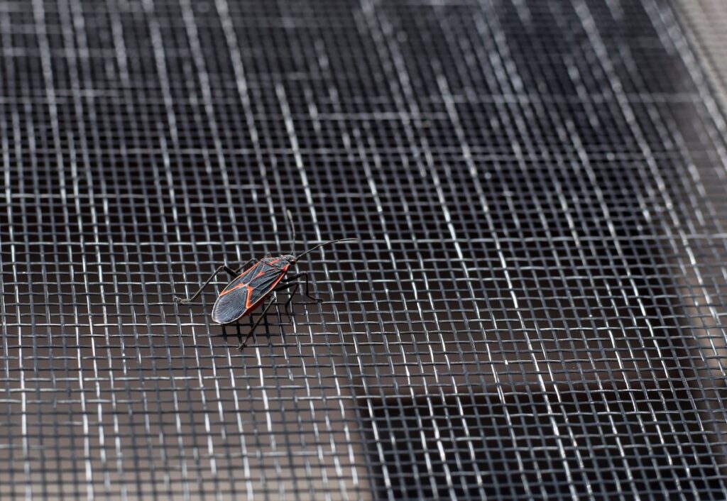 Black and red boxelder bug