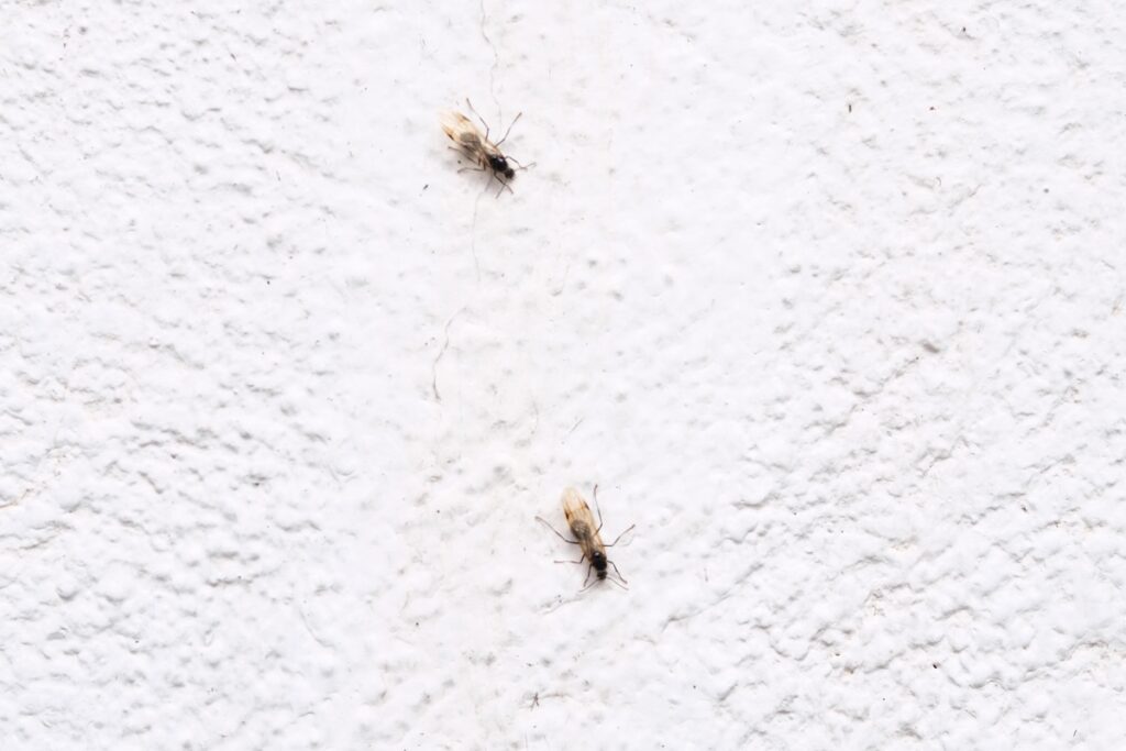 Two flying ants are seen on a wall, capturing their unique phase in nature's cycle.