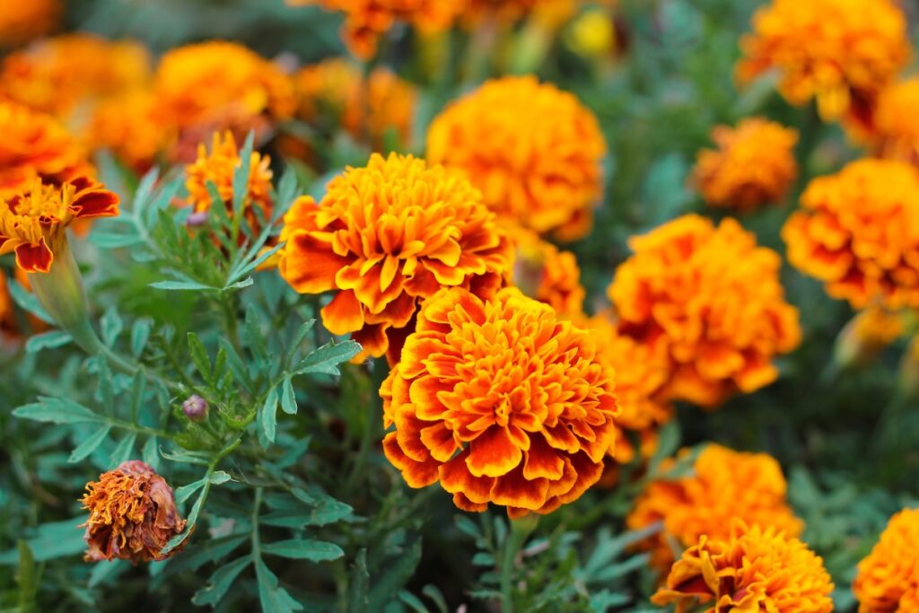 Orange marigolds aka tagetes erecta flower closeup on the flowerbed  in the garden