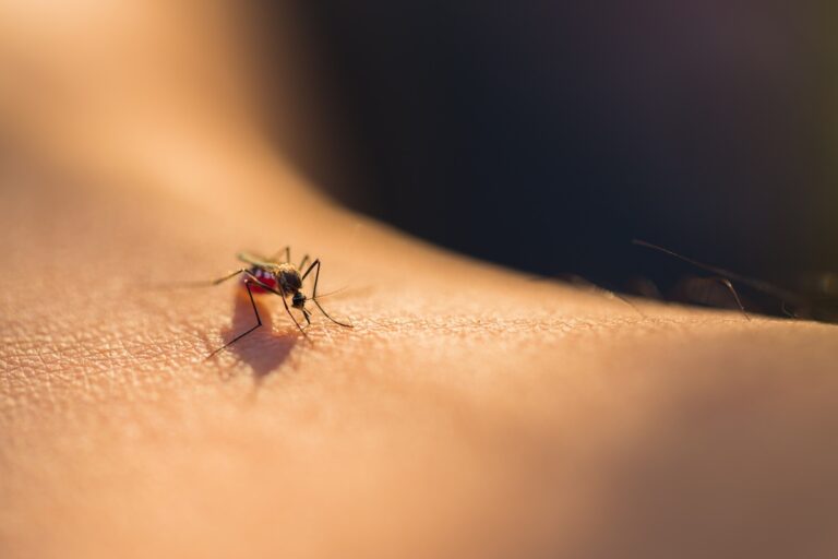 Close up of a mosquito sucking blood, selective focus