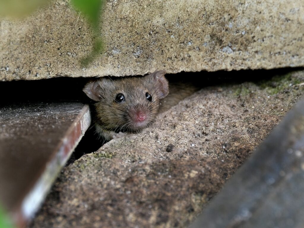 House mouse hiding in urban house garden, but on the lookout for food.