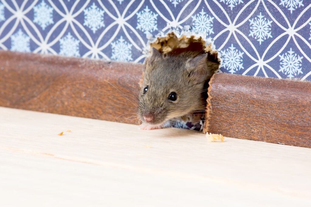 House Mouse  (Mus musculus)   gets into the room through a hole in the wall.
Of the hole until only the head is visible