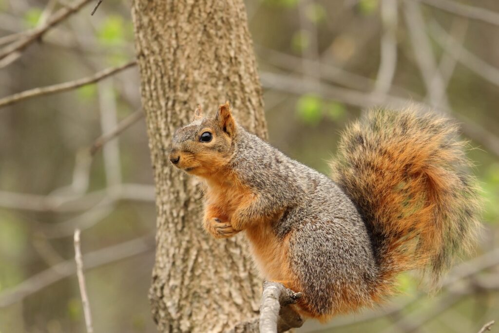 Eastern fox squirrel,