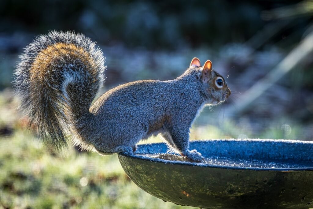grey squirrel perched on a bird bath