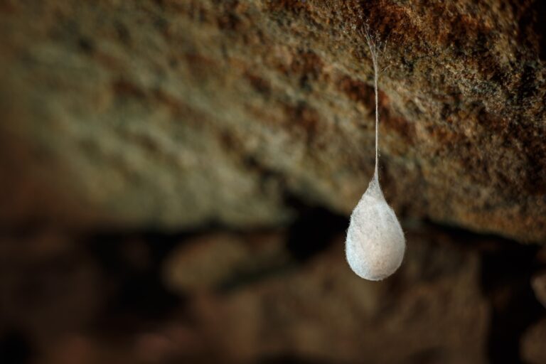 Cocoons with eggs of a spider hanging from a ceiling