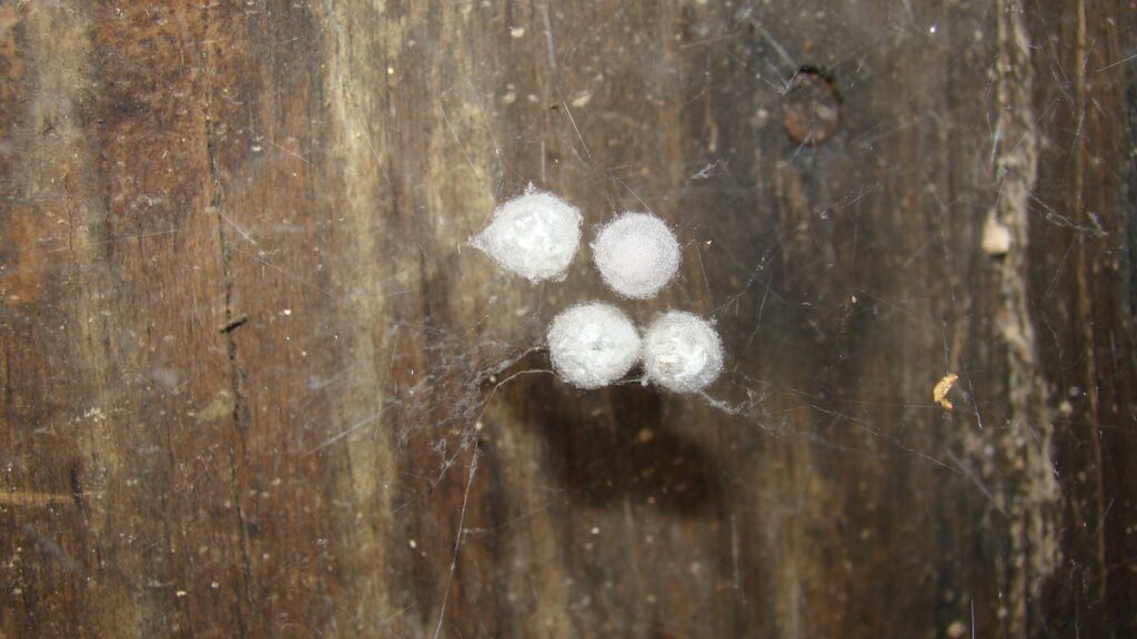 multiple small spider egg sacs