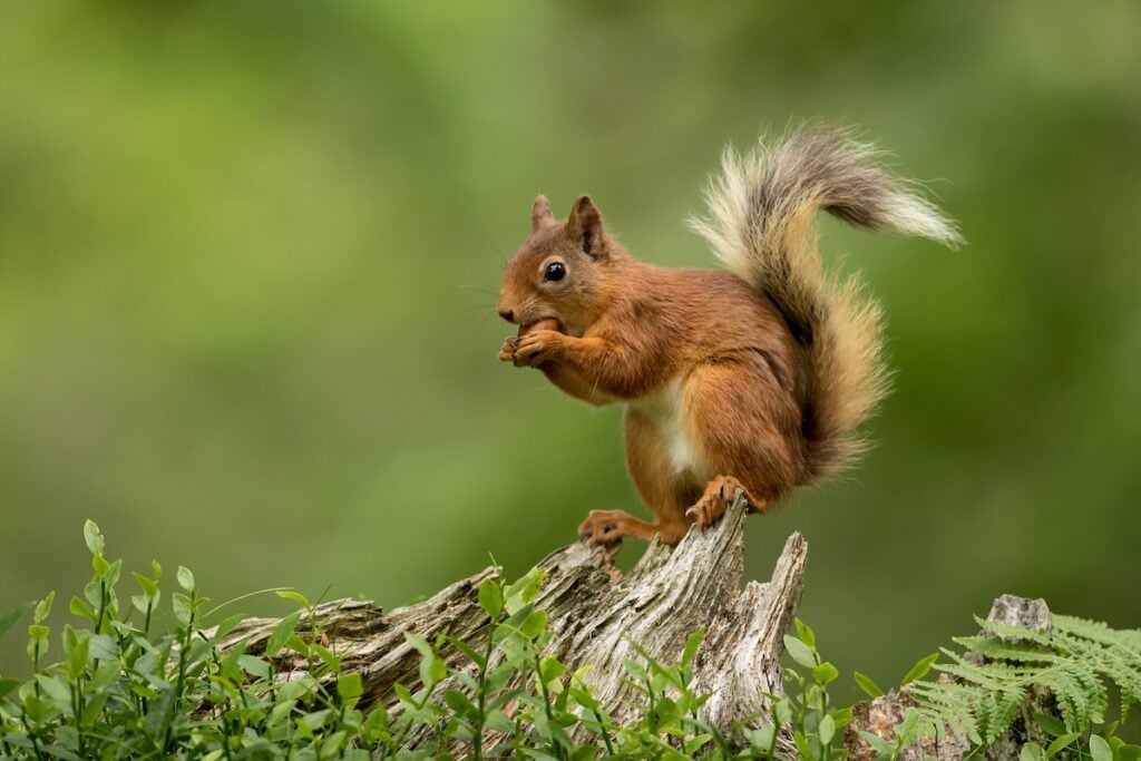 Red squirrel perched on a tree stump eating a hazelnut with a green bcakground.