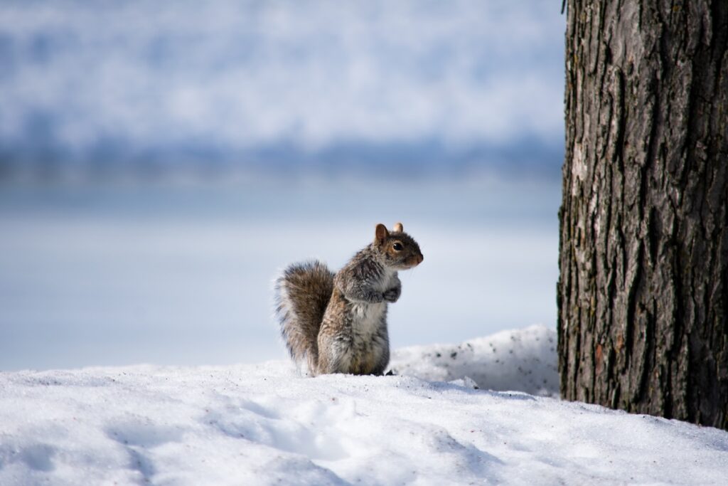 A squirrel sitting in the snow in winter