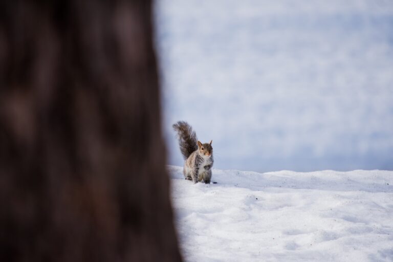 A squirrel sitting in the snow in winter