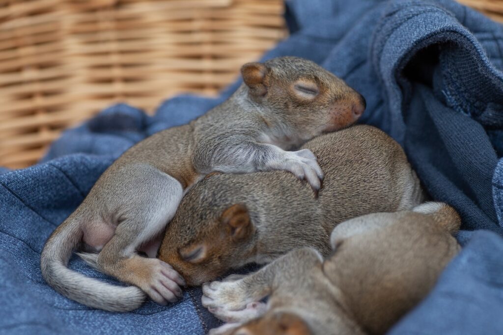 Sleepy baby squirrels in basket