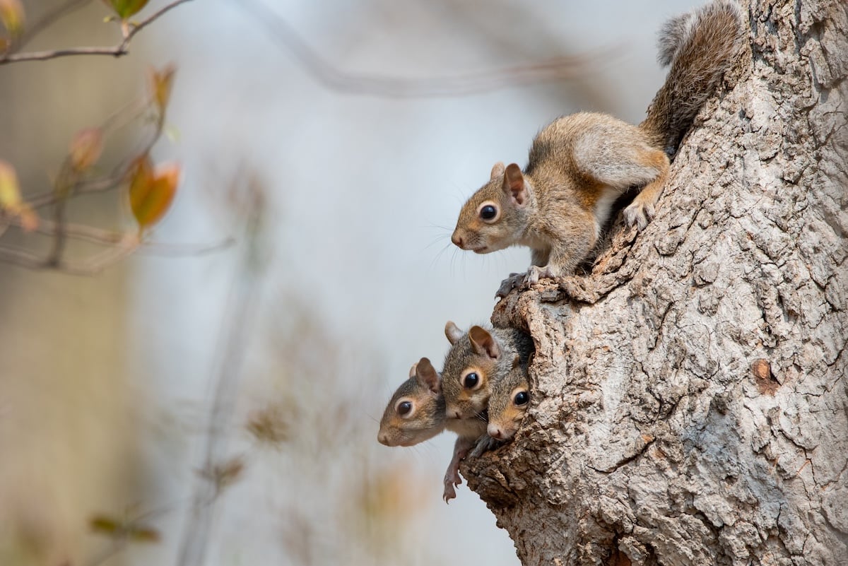 Four Eastern Gray Squirrel kits on the lookout for danger,